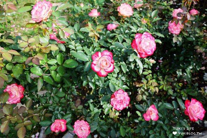 苗栗景點【雅聞香草植物工廠】免費觀光工廠玫瑰花園超夢幻×沙坑草皮孩子最愛 - yuki.tw