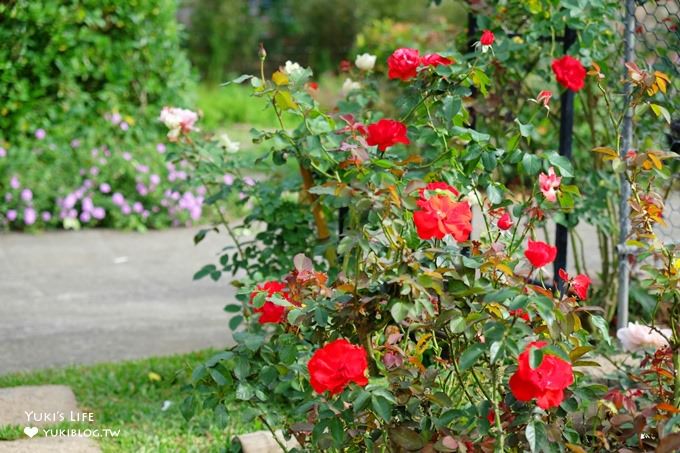 苗栗景點【雅聞香草植物工廠】免費觀光工廠玫瑰花園超夢幻×沙坑草皮孩子最愛 - yuki.tw