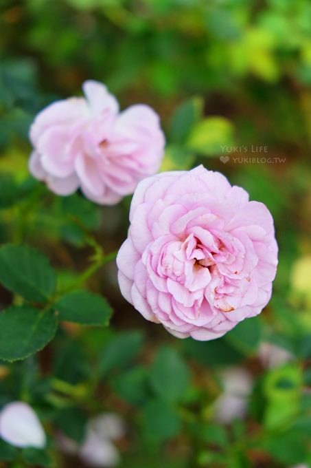 苗栗景點【雅聞香草植物工廠】免費觀光工廠玫瑰花園超夢幻×沙坑草皮孩子最愛 - yuki.tw