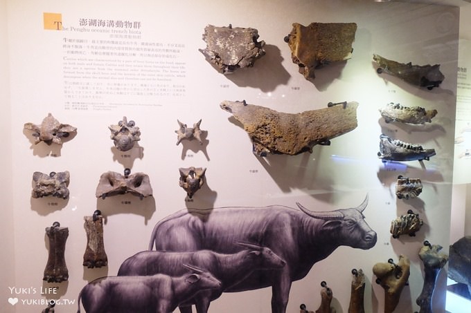 台北親子室內景點【臺博館本館/土銀展示館】巨大恐龍生物展×體驗補摺機~便宜景點兩館一起玩(捷運台大醫院站/二二八和平公園) - yuki.tw