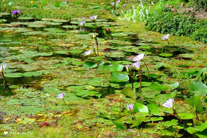 彰化親子景點【菁芳園】海豚花咖啡廳×落羽松祕境×小雞與鴨鴨農莊(門票抵消費） - yuki.tw