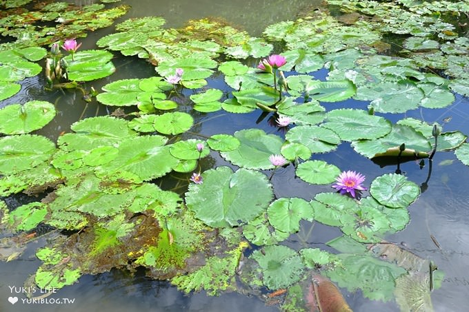 彰化親子景點【菁芳園】海豚花咖啡廳×落羽松祕境×小雞與鴨鴨農莊(門票抵消費） - yuki.tw