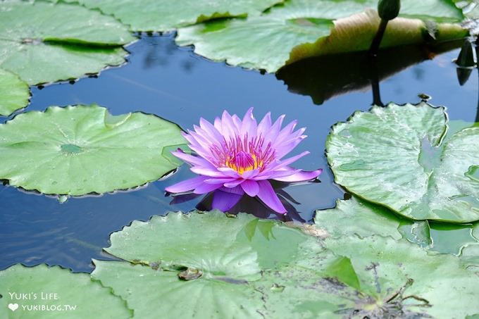 彰化親子景點【菁芳園】海豚花咖啡廳×落羽松祕境×小雞與鴨鴨農莊(門票抵消費） - yuki.tw