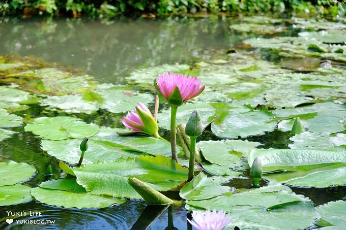 彰化親子景點【菁芳園】海豚花咖啡廳×落羽松祕境×小雞與鴨鴨農莊(門票抵消費） - yuki.tw