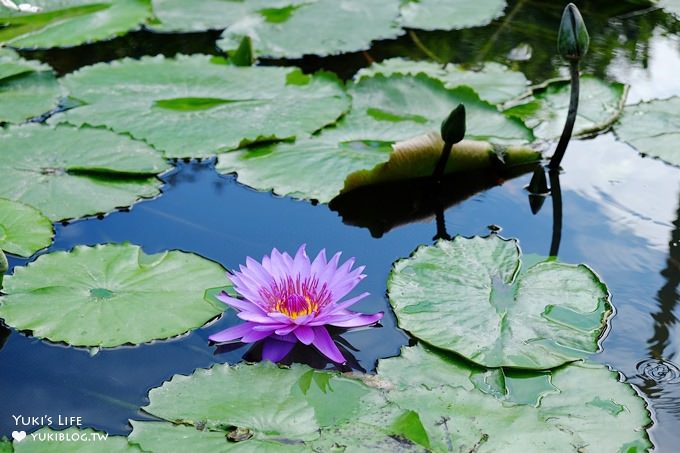 彰化親子景點【菁芳園】海豚花咖啡廳×落羽松祕境×小雞與鴨鴨農莊(門票抵消費） - yuki.tw