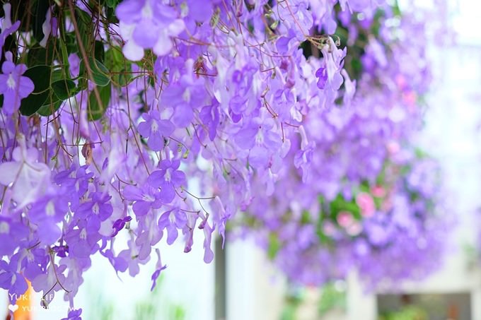 彰化親子景點【菁芳園】海豚花咖啡廳×落羽松祕境×小雞與鴨鴨農莊(門票抵消費） - yuki.tw