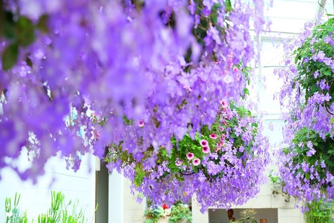 彰化親子景點【菁芳園】海豚花咖啡廳×落羽松祕境×小雞與鴨鴨農莊(門票抵消費） - yuki.tw