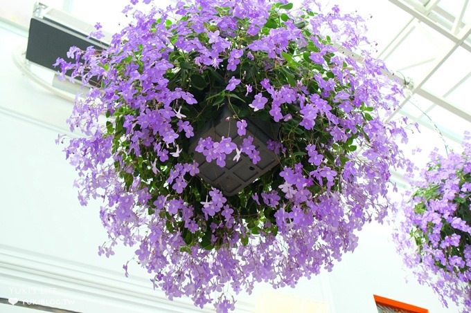 彰化親子景點【菁芳園】海豚花咖啡廳×落羽松祕境×小雞與鴨鴨農莊(門票抵消費） - yuki.tw