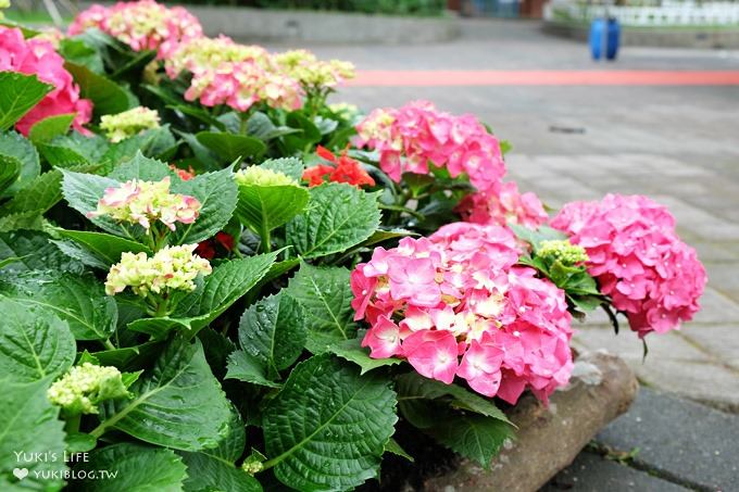 苗栗景點【南庄老街桂花巷】拍照散步賞花好去處×百年郵局×風味小吃(五月油桐花vs繡球花季必訪) - yuki.tw