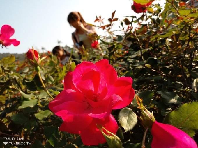 台北免費親子景點【士林官邸公園】玫瑰花園開好開滿×約會拍照下午茶好去處(捷運士林站) - yuki.tw