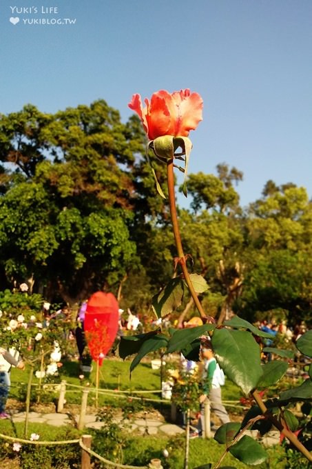 台北免費親子景點【士林官邸公園】玫瑰花園開好開滿×約會拍照下午茶好去處(捷運士林站) - yuki.tw