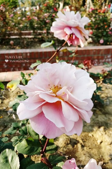 台北免費親子景點【士林官邸公園】玫瑰花園開好開滿×約會拍照下午茶好去處(捷運士林站) - yuki.tw