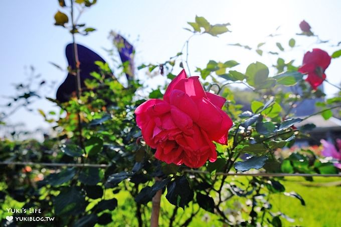 台北免費親子景點【士林官邸公園】玫瑰花園開好開滿×約會拍照下午茶好去處(捷運士林站) - yuki.tw