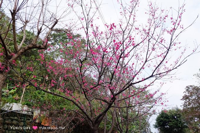 新北市賞櫻景點【樹林櫻花林木棧道】賞櫻密境(2/22花況開3成、大同山青龍嶺爬山散步步道、保安街二段45巷上去) - yuki.tw