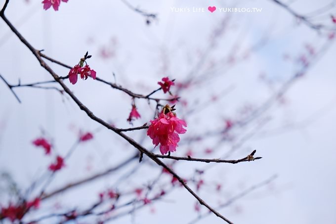 新北市賞櫻景點【樹林櫻花林木棧道】賞櫻密境(2/22花況開3成、大同山青龍嶺爬山散步步道、保安街二段45巷上去) - yuki.tw