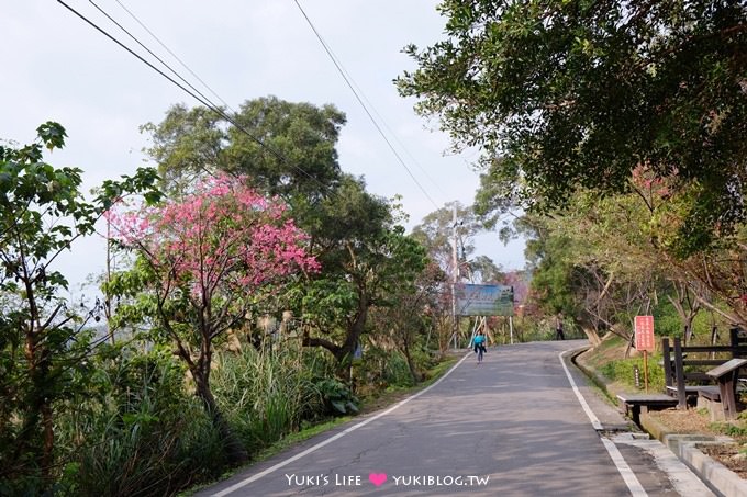 新北市賞櫻景點【樹林櫻花林木棧道】賞櫻密境(2/22花況開3成、大同山青龍嶺爬山散步步道、保安街二段45巷上去) - yuki.tw