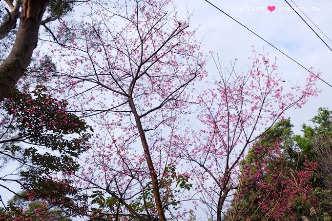 新北市賞櫻景點【樹林櫻花林木棧道】賞櫻密境(2/22花況開3成、大同山青龍嶺爬山散步步道、保安街二段45巷上去) - yuki.tw