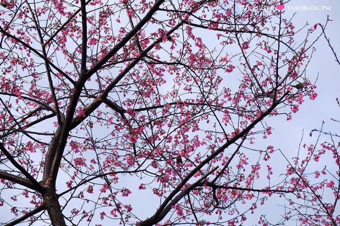 新北市賞櫻景點【樹林櫻花林木棧道】賞櫻密境(2/22花況開3成、大同山青龍嶺爬山散步步道、保安街二段45巷上去) - yuki.tw