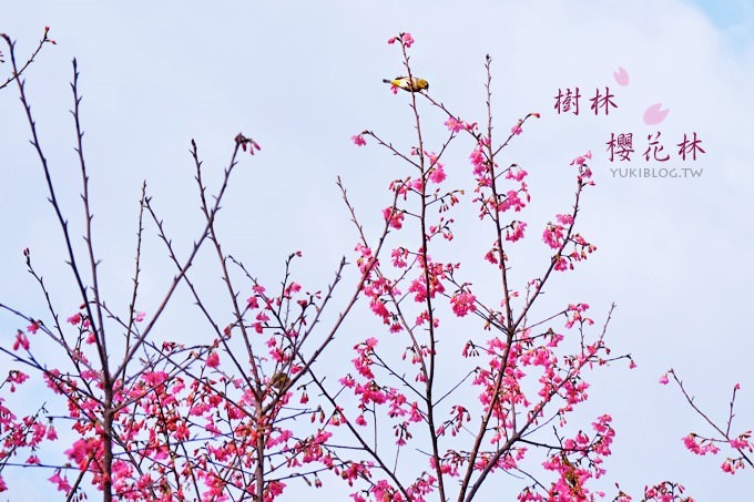 新北市賞櫻景點【樹林櫻花林木棧道】賞櫻密境(2/22花況開3成、大同山青龍嶺爬山散步步道、保安街二段45巷上去) - yuki.tw