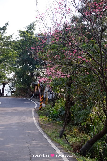 新北市賞櫻景點【樹林櫻花林木棧道】賞櫻密境(2/22花況開3成、大同山青龍嶺爬山散步步道、保安街二段45巷上去) - yuki.tw