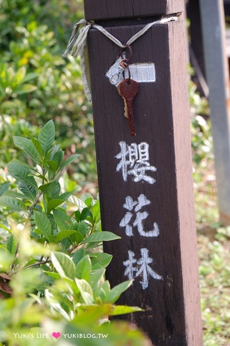 新北市賞櫻景點【樹林櫻花林木棧道】賞櫻密境(2/22花況開3成、大同山青龍嶺爬山散步步道、保安街二段45巷上去) - yuki.tw