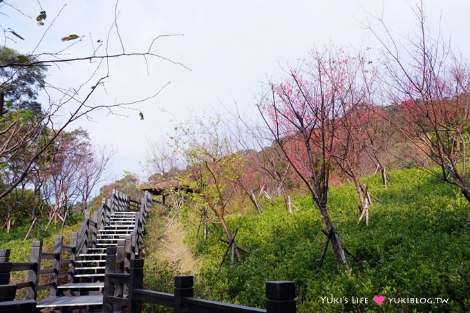 新北市賞櫻景點【樹林櫻花林木棧道】賞櫻密境(2/22花況開3成、大同山青龍嶺爬山散步步道、保安街二段45巷上去) - yuki.tw