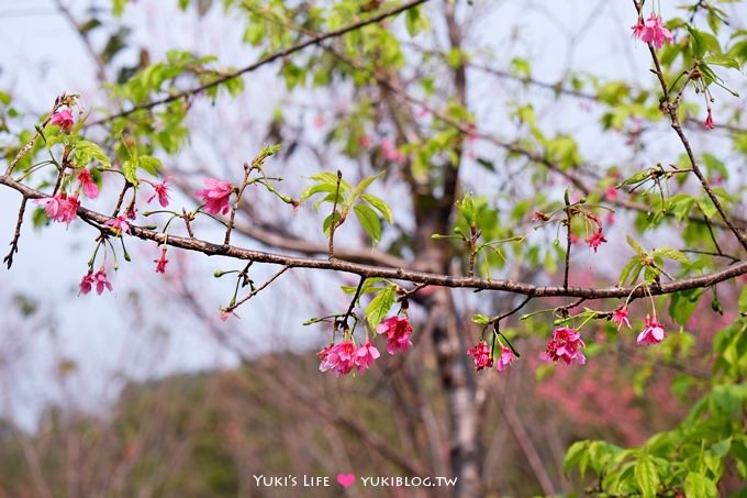 新北市賞櫻景點【樹林櫻花林木棧道】賞櫻密境(2/22花況開3成、大同山青龍嶺爬山散步步道、保安街二段45巷上去) - yuki.tw