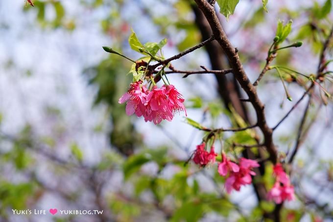 新北市賞櫻景點【樹林櫻花林木棧道】賞櫻密境(2/22花況開3成、大同山青龍嶺爬山散步步道、保安街二段45巷上去) - yuki.tw