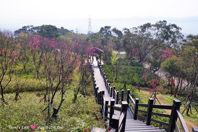 新北市賞櫻景點【樹林櫻花林木棧道】賞櫻密境(2/22花況開3成、大同山青龍嶺爬山散步步道、保安街二段45巷上去) - yuki.tw