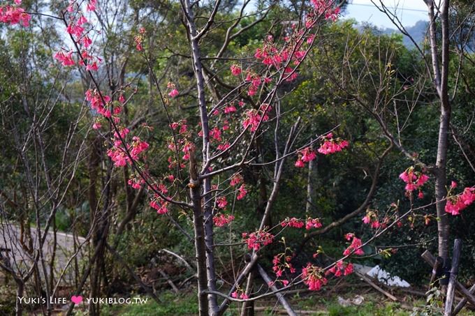 新北市賞櫻景點【樹林櫻花林木棧道】賞櫻密境(2/22花況開3成、大同山青龍嶺爬山散步步道、保安街二段45巷上去) - yuki.tw