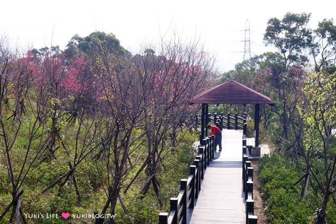 新北市賞櫻景點【樹林櫻花林木棧道】賞櫻密境(2/22花況開3成、大同山青龍嶺爬山散步步道、保安街二段45巷上去) - yuki.tw