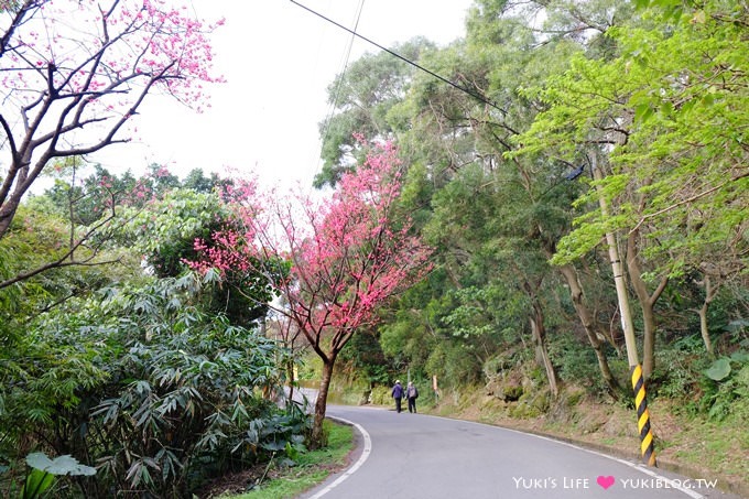 新北市賞櫻景點【樹林櫻花林木棧道】賞櫻密境(2/22花況開3成、大同山青龍嶺爬山散步步道、保安街二段45巷上去) - yuki.tw