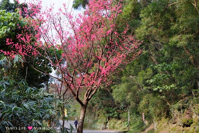 新北市賞櫻景點【樹林櫻花林木棧道】賞櫻密境(2/22花況開3成、大同山青龍嶺爬山散步步道、保安街二段45巷上去) - yuki.tw