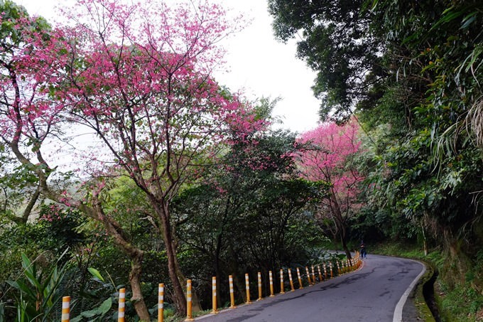 新北市賞櫻景點【樹林櫻花林木棧道】賞櫻密境(2/22花況開3成、大同山青龍嶺爬山散步步道、保安街二段45巷上去) - yuki.tw