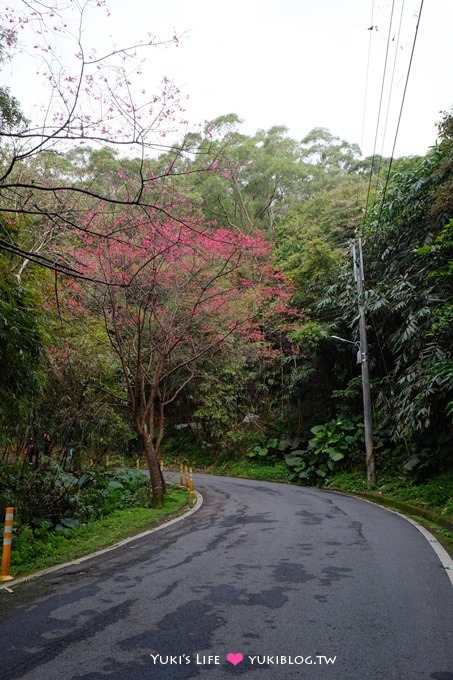 新北市賞櫻景點【樹林櫻花林木棧道】賞櫻密境(2/22花況開3成、大同山青龍嶺爬山散步步道、保安街二段45巷上去) - yuki.tw