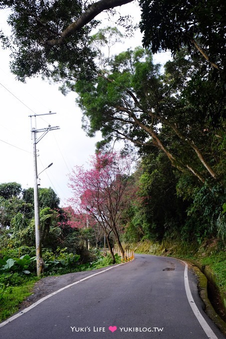 新北市賞櫻景點【樹林櫻花林木棧道】賞櫻密境(2/22花況開3成、大同山青龍嶺爬山散步步道、保安街二段45巷上去) - yuki.tw