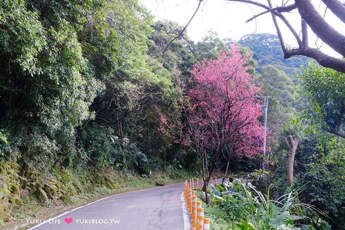 新北市賞櫻景點【樹林櫻花林木棧道】賞櫻密境(2/22花況開3成、大同山青龍嶺爬山散步步道、保安街二段45巷上去) - yuki.tw