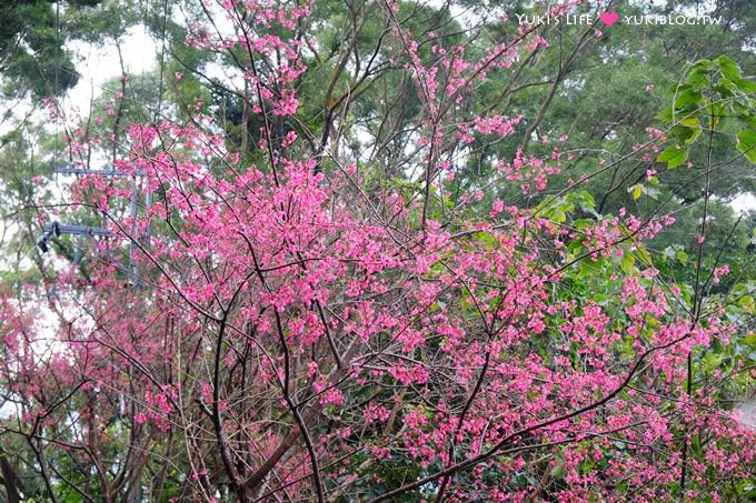 新北市賞櫻景點【樹林櫻花林木棧道】賞櫻密境(2/22花況開3成、大同山青龍嶺爬山散步步道、保安街二段45巷上去) - yuki.tw