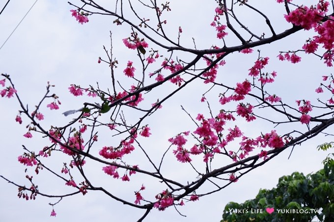 新北市賞櫻景點【樹林櫻花林木棧道】賞櫻密境(2/22花況開3成、大同山青龍嶺爬山散步步道、保安街二段45巷上去) - yuki.tw