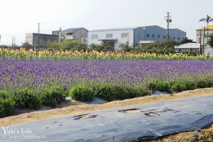 桃園景點【向陽農場】親子景點～薰衣草、向日葵、金魚草超美花海×兒童遊樂設施×餵羊咩咩 - yuki.tw