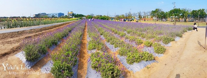 桃園景點【向陽農場】親子景點～薰衣草、向日葵、金魚草超美花海×兒童遊樂設施×餵羊咩咩 - yuki.tw