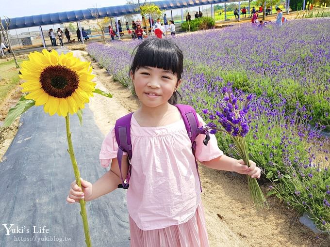 桃園景點【向陽農場】親子景點～薰衣草、向日葵、金魚草超美花海×兒童遊樂設施×餵羊咩咩 - yuki.tw