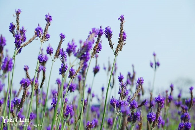 桃園景點【向陽農場】親子景點～薰衣草、向日葵、金魚草超美花海×兒童遊樂設施×餵羊咩咩 - yuki.tw