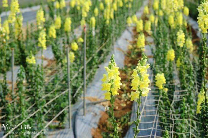 桃園景點【向陽農場】親子景點～薰衣草、向日葵、金魚草超美花海×兒童遊樂設施×餵羊咩咩 - yuki.tw