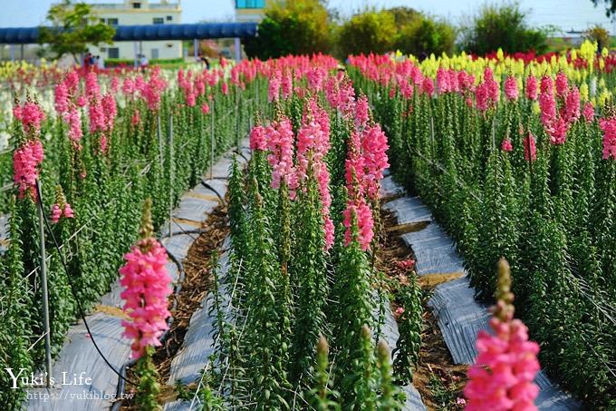 桃園景點【向陽農場】親子景點～薰衣草、向日葵、金魚草超美花海×兒童遊樂設施×餵羊咩咩 - yuki.tw