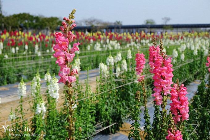 桃園景點【向陽農場】親子景點～薰衣草、向日葵、金魚草超美花海×兒童遊樂設施×餵羊咩咩 - yuki.tw