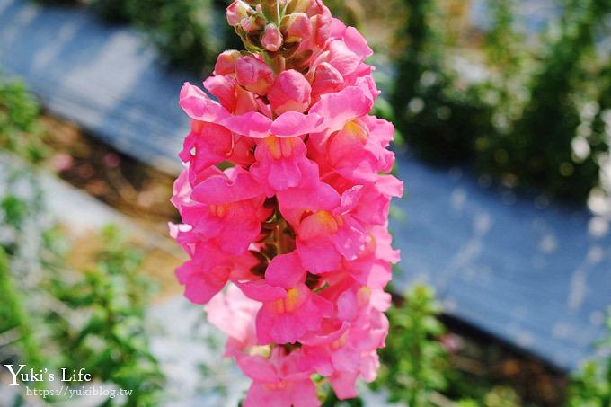 桃園景點【向陽農場】親子景點～薰衣草、向日葵、金魚草超美花海×兒童遊樂設施×餵羊咩咩 - yuki.tw