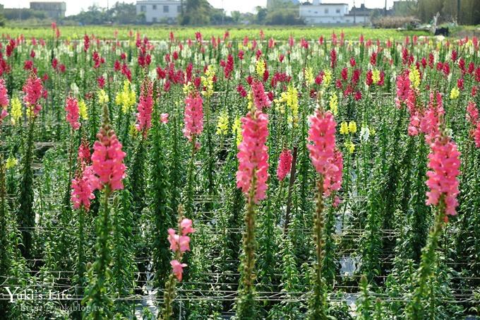 桃園景點【向陽農場】親子景點～薰衣草、向日葵、金魚草超美花海×兒童遊樂設施×餵羊咩咩 - yuki.tw