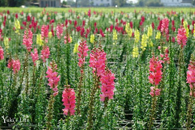 桃園景點【向陽農場】親子景點～薰衣草、向日葵、金魚草超美花海×兒童遊樂設施×餵羊咩咩 - yuki.tw