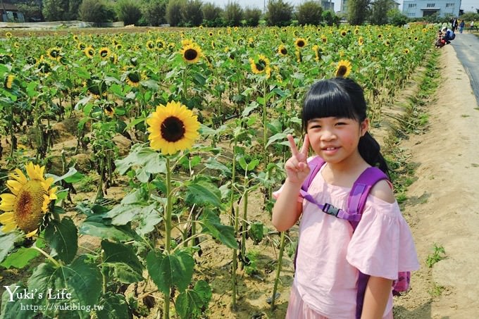 桃園景點【向陽農場】親子景點～薰衣草、向日葵、金魚草超美花海×兒童遊樂設施×餵羊咩咩 - yuki.tw